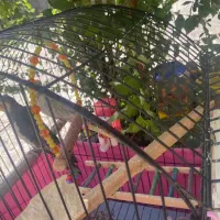 عروس هلندی نر و ماده