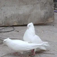 سفید چشم سفید دم سیاه