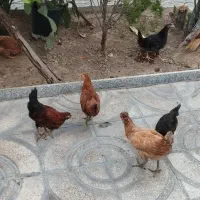 ده عدد مرغ و خروس 3ماهه