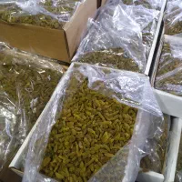 کشمش سبز آجیلی|خوردنی و آشامیدنی|مشهد, محمدآباد|دیوار