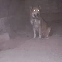 واگذاری سگ ماده