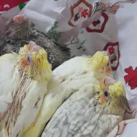 عروس هلندی.سهره هزار.سهره خاکی.سهره