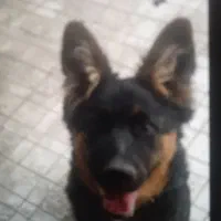 سگ ژرمن شپرد ۱۱ ماهه