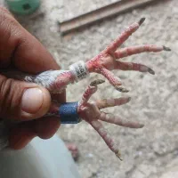 عراق گرفتنی ۲۰۲۵