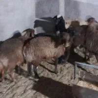 ۳عدد بره نر ۳ عدد بره ماده