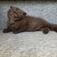 بچه گربه شکلاتی