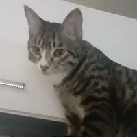 واگذاری بچه گربه رایگان