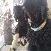 بره