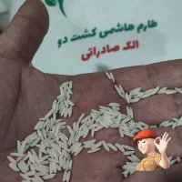 برنج،برنج شمال،طارم هاشمی،کشت دو،برنج هاشمی