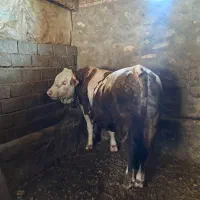 گوساله سیمینتال پرواری