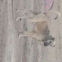سگ پژدر