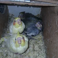 جوجه عروس هلندی سرلاکی