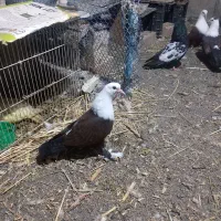 جوجه کلاغ کربلایی.بزرگ.بقورنشسته.زرنگ بضمانت