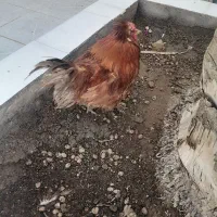 دوتا خروس با یه دونه مرغ