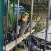 عروس هلندی جفت