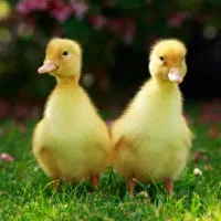 فروش جوجه اردک گوشتی درجه یک