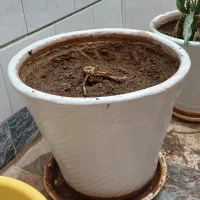 گل طبیعی و گلدان