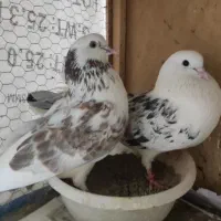 کبوتر پرشی
