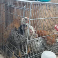 جوجه خانگی ۳ ماهه