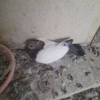 کبوتر جوجه