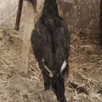 مرغ و خروس لاری افغان