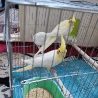 عروس هلندی
