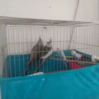 عروس هلندی