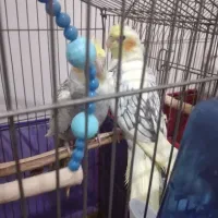عروس هلندی دوکت