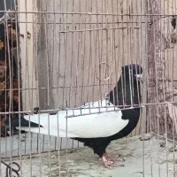 سینه ای