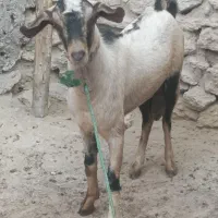 کهره نری