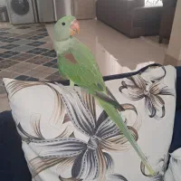 شاه طوطی