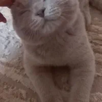 بچه گربه اسکاتیش
