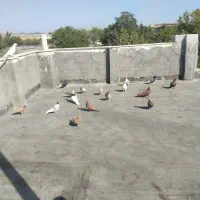 18الی19تاکبوترپرشی زدو خردی وجوجه کشی بشرط