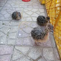 جوجه شترمرغ