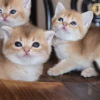 توله گربه بریتیش