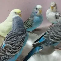 مرغ عشق