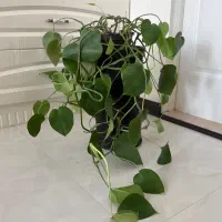 گیاه پتوس برگ پهن