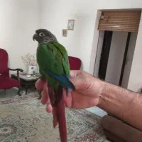 طوطی گیرینچیک نر سخنگو
