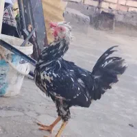 یک عدد خروس گلیم تاچ پنگوئنی