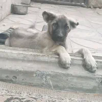 سرابی