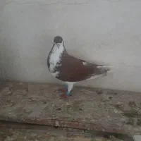 کبوتر