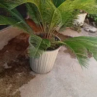 گل سیکاس|گل و گیاه طبیعی|قائم‌شهر, |دیوار
