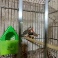 فنج کینگ