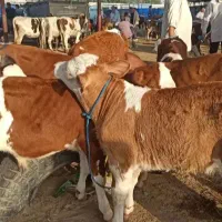بهترین مرکز خرید و فروش گوساله