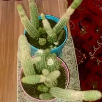 کاکتوس