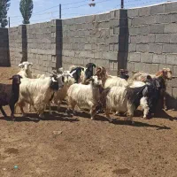 بز کردی اصیل