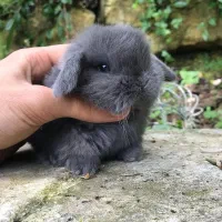خرگوش فولد صورت خرسی/پت شاپ