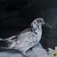 کبوتر کاشانی درجه یک به شرط پرش