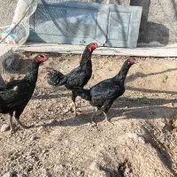 تخم لاری نطفه دار