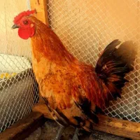 قناری|پرنده|نیشابور, سرآب کوشک|دیوار